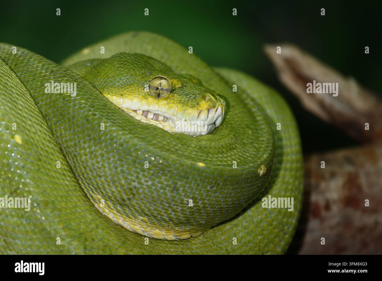 Python vert arboricole / Green tree python / Morelia viridis Banque D'Images
