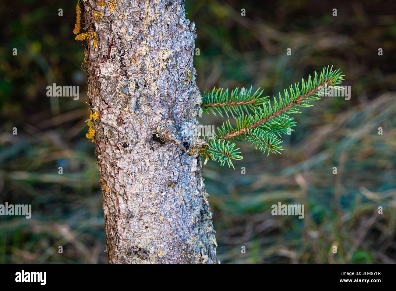 De nouvelles pousses poussant sur le tronc d'une épicéa norvégienne, Picea abies. Banque D'Images