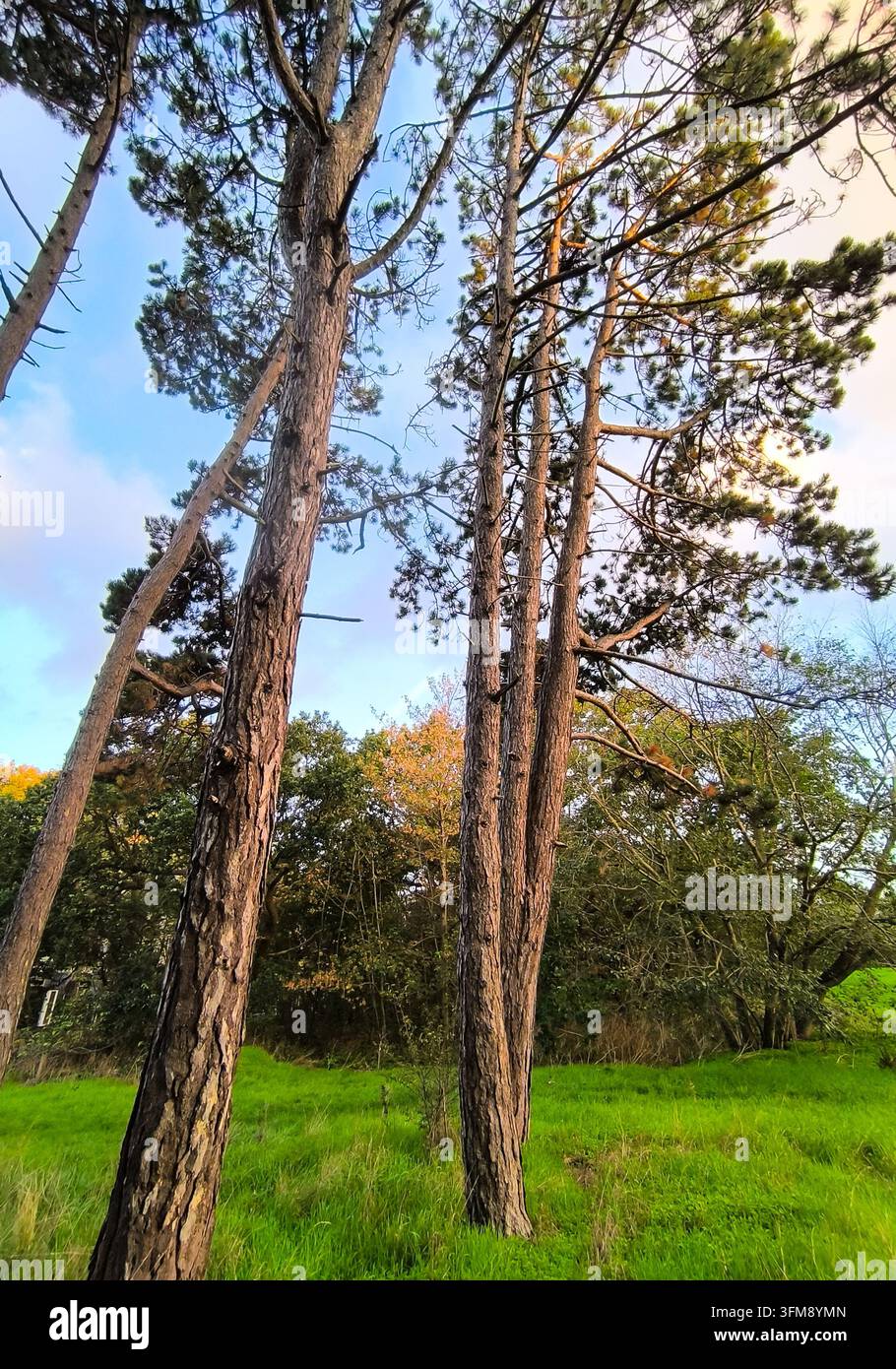 Belle vue d'un groupe de grands pins écossais, Pinus sylvestris, dans un parc. Banque D'Images