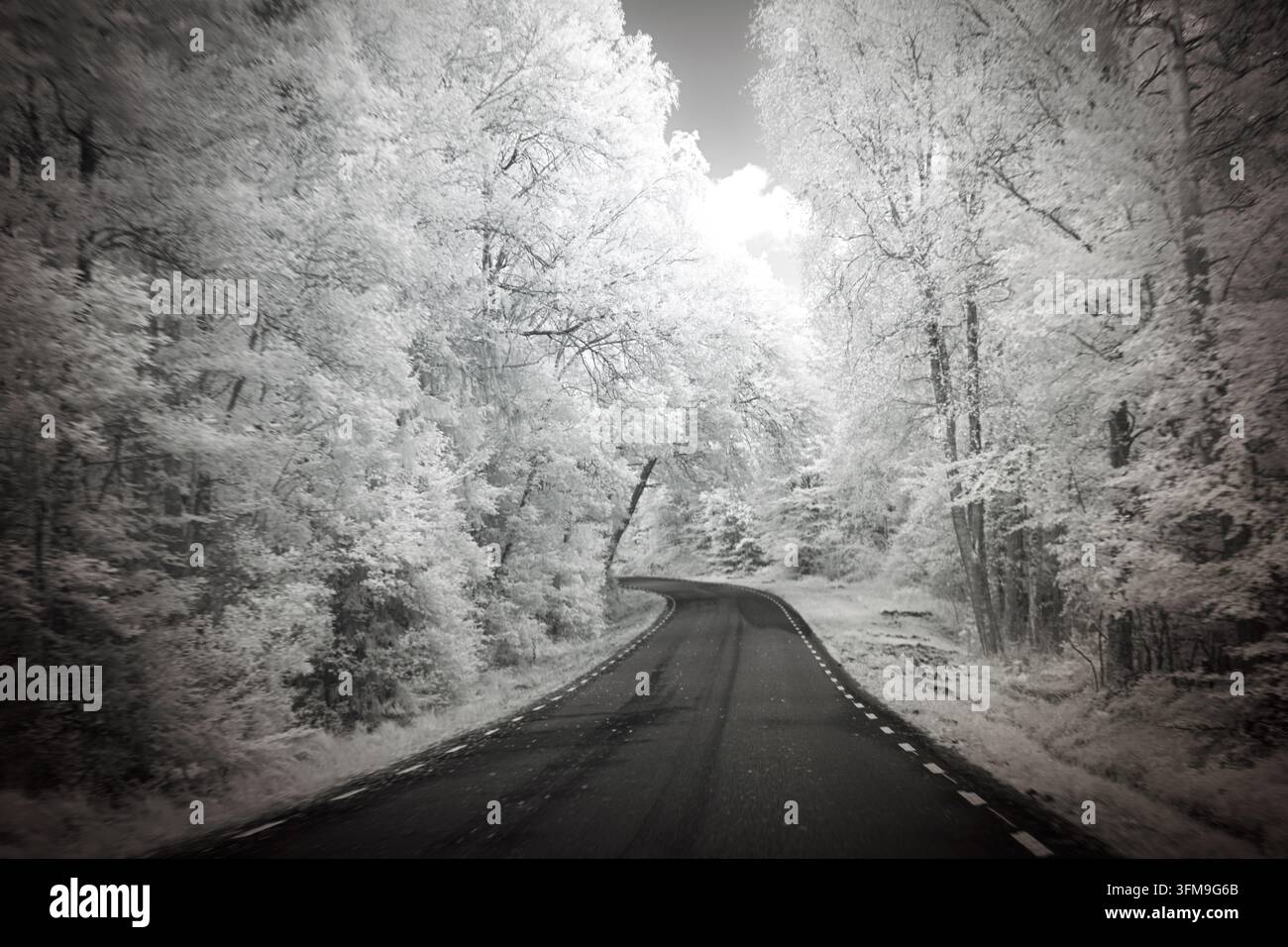 Une route sinueuse traverse des arbres dans un paysage monochrome. La scène montre un feuillage dans des tons blancs éclatants sous une lumière proche infrarouge. Banque D'Images