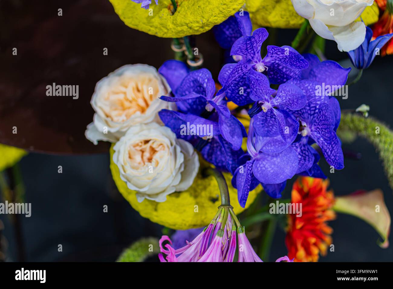 Arrangement floral vibrant mettant en avant des orchidées bleues et des roses blanches, composition dynamique, couleurs riches, cadre studio élégant, éclairage directionnel doux Banque D'Images