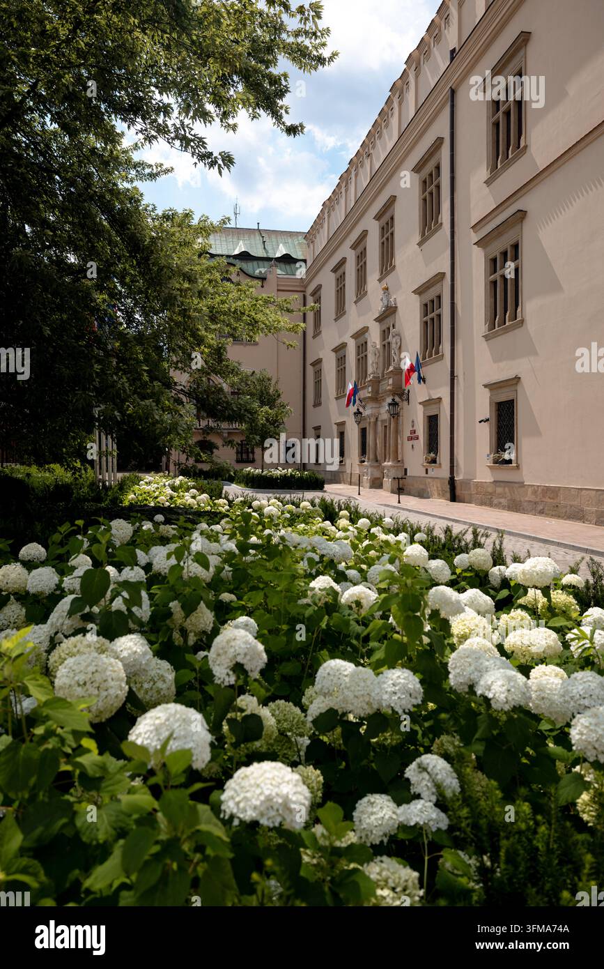 Des hortensias blancs fleurissent à côté d'un bâtiment historique au sein du complexe du château de Wawel. Banque D'Images