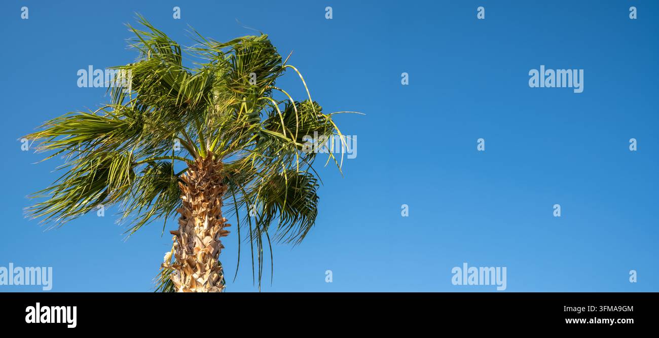 Un seul palmier se dresse fièrement contre un ciel bleu vif Banque D'Images