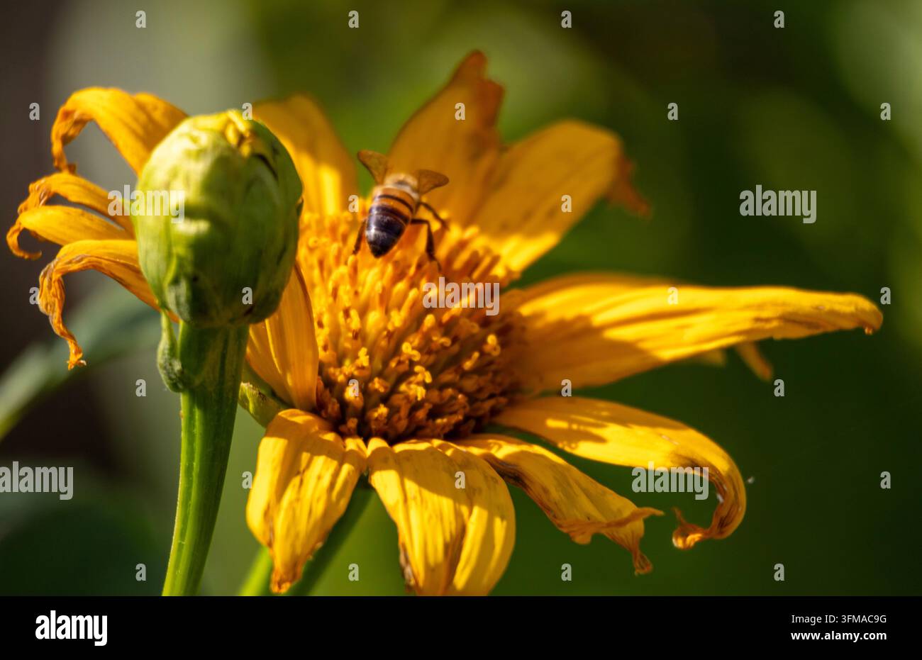 Vue macro d'une abeille butineuse collectant du nectar sur des pétales jaunes vibrants contre un fond doux et étincelant Banque D'Images