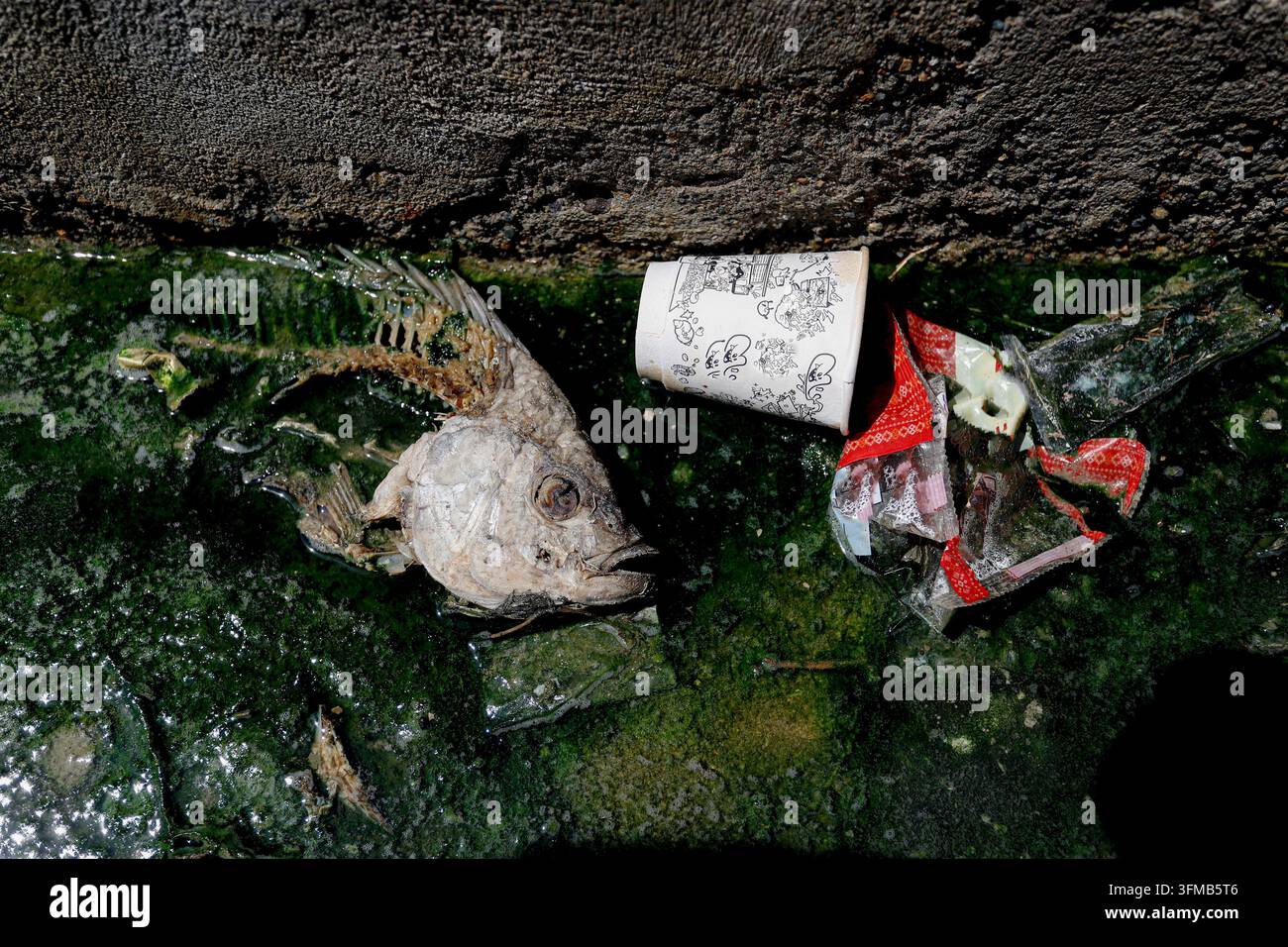 Poisson mort et déchets plastiques dans l'eau polluée, pollution environnementale et dommages à l'écosystème aquatique Banque D'Images