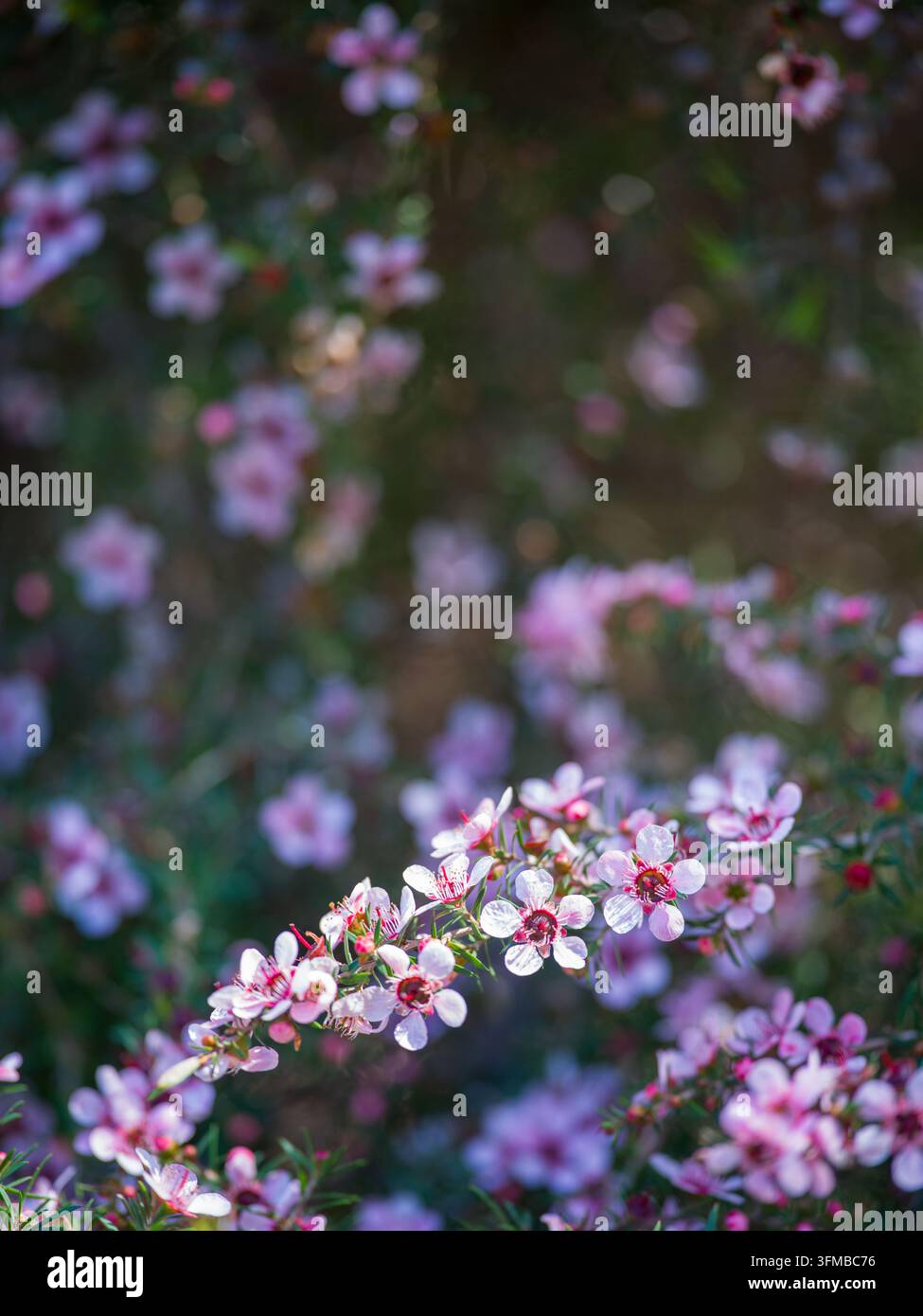 Leptospermum scoparium (Arbre à thé) en pleine floraison printanière, fleurs rose pâle et blanches, Victoria, Australie. Banque D'Images