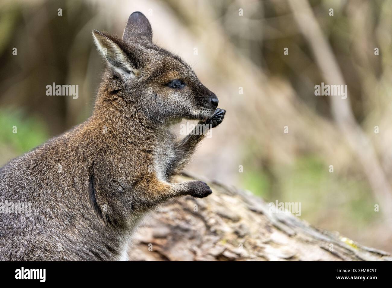 Wallaby des marais (Wallabia bicolor) se toilettant sur une bûche tombée, portrait en gros plan, Victoria, Australie. Banque D'Images