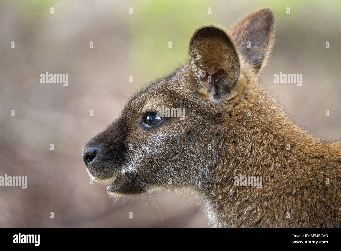 Wallaby des marais (Wallabia bicolor) portrait de profil montrant les détails de l'œil, de l'oreille et des moustaches, marsupial sauvage natif dans les broussailles, Australie Banque D'Images