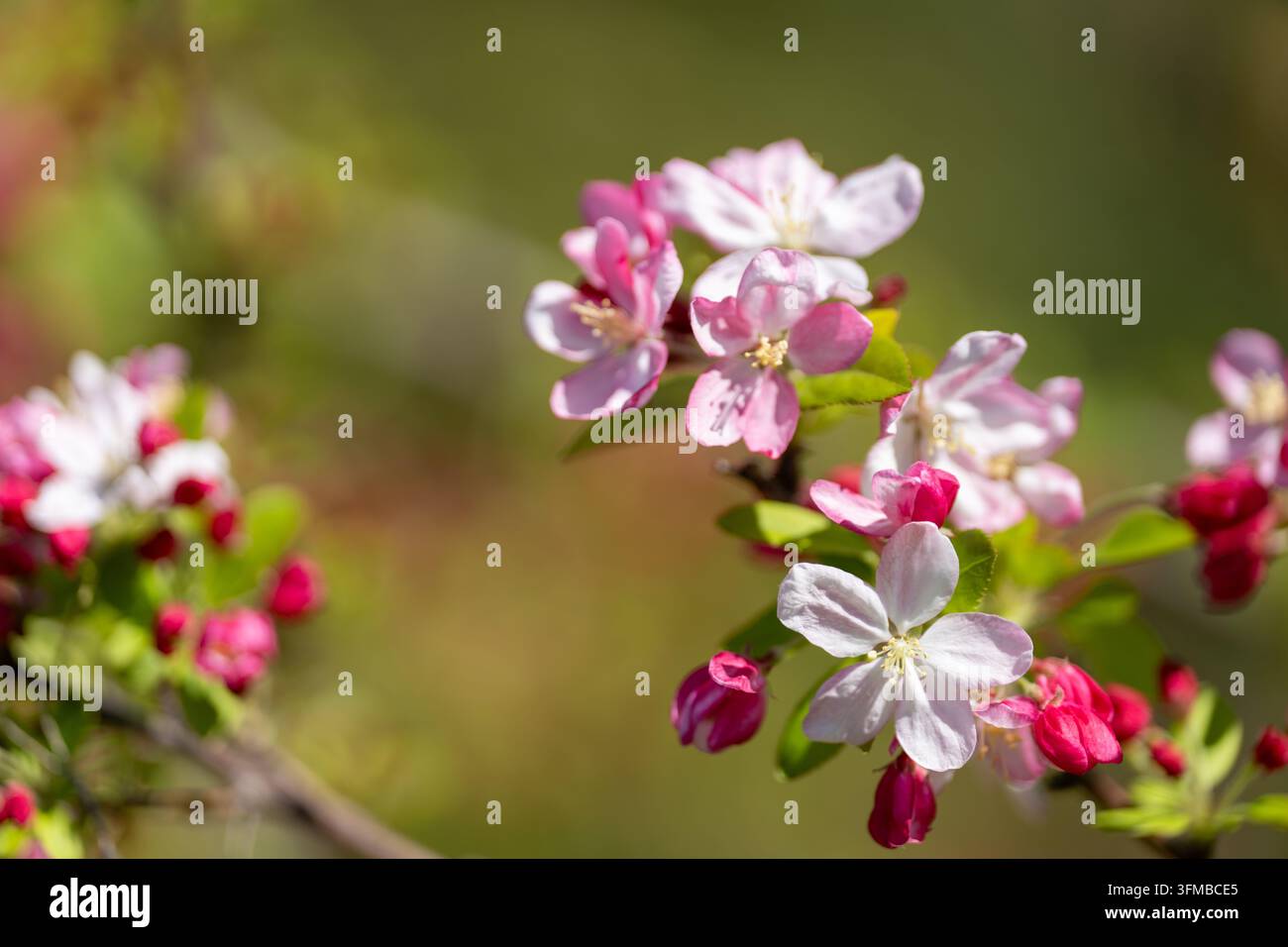 Fleurs de pommier roses et blanches avec des boutons cramoisis sur une branche en douceur de mise au point, saison de floraison printanière, fond de nature de jardin Banque D'Images