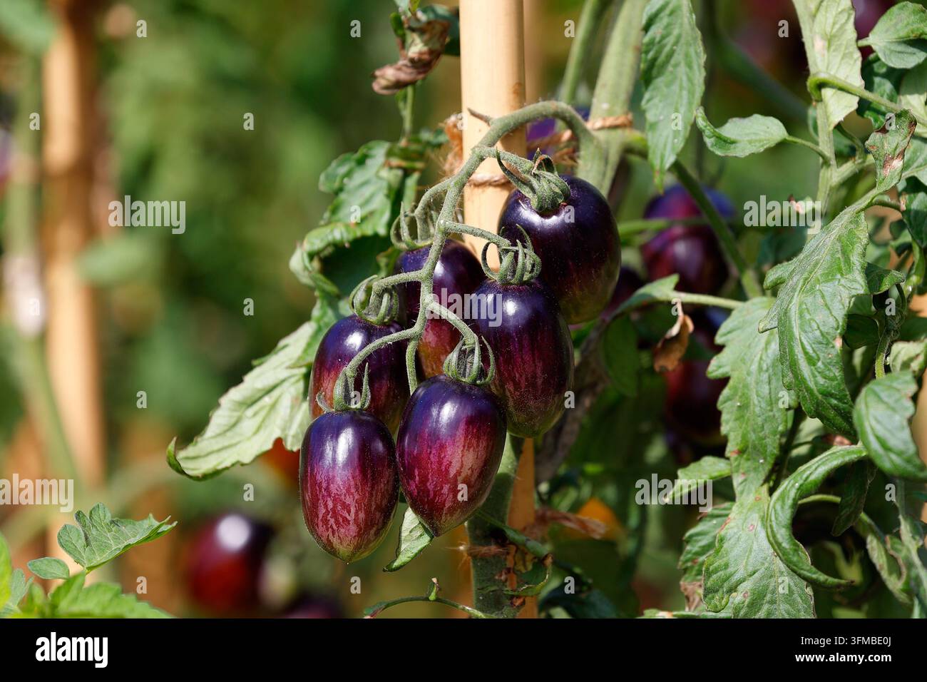 Tomates Atomic Grape poussant sur une vigne. Tomate (Solanum lycopersicum) Banque D'Images