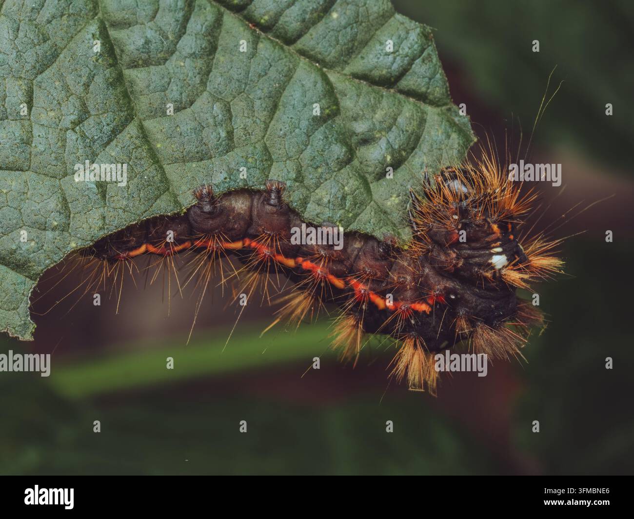 Un gros plan de la chenille de la noctuelle des rumex 'Acronicta rumicis' se nourrissant de feuilles de mûre Banque D'Images