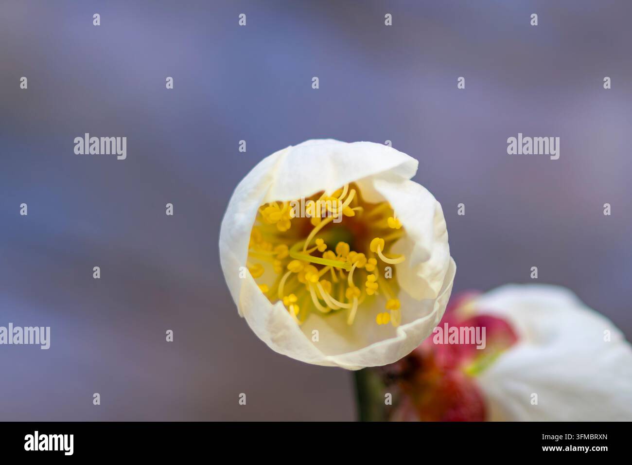 Une seule fleur de prunier brille avec des teintes roses douces. Banque D'Images