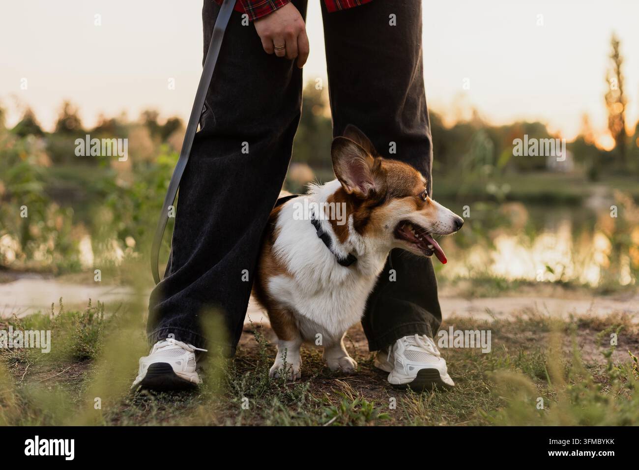 Le petit chien se tient entre les jambes de son propriétaire tout en profitant d'une paisible promenade en plein air sous la lumière douce d'un coucher de soleil en fin d'après-midi Banque D'Images