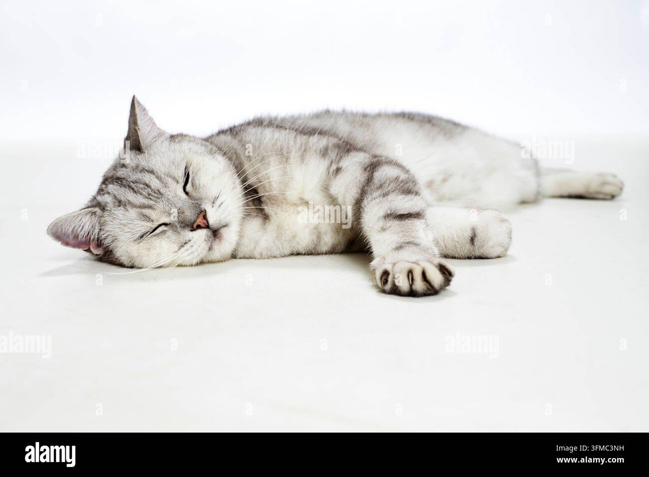 British Shorthair. Chat adulte dormant sur une couverture blanche. Allemagne Banque D'Images