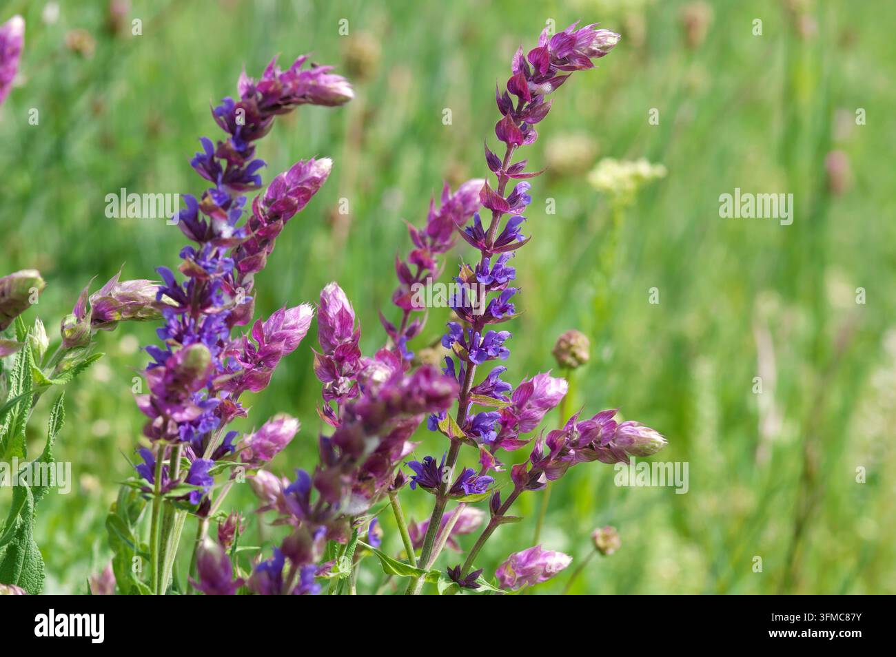 Sauge sauvage en fleurs (Salvia nemorosa) au Marchfelddamm, Donau-Auen, Autriche Banque D'Images