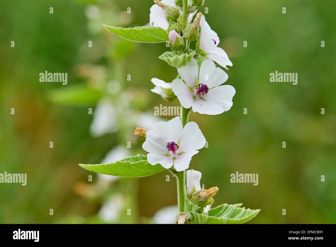 Moulin des marais, Mauve blanc (Althaea officinalis), fleurs. Allemagne Banque D'Images
