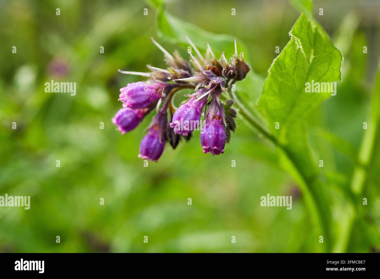 Consoude (Symphytum officinalis commune), tige de fleurs Banque D'Images