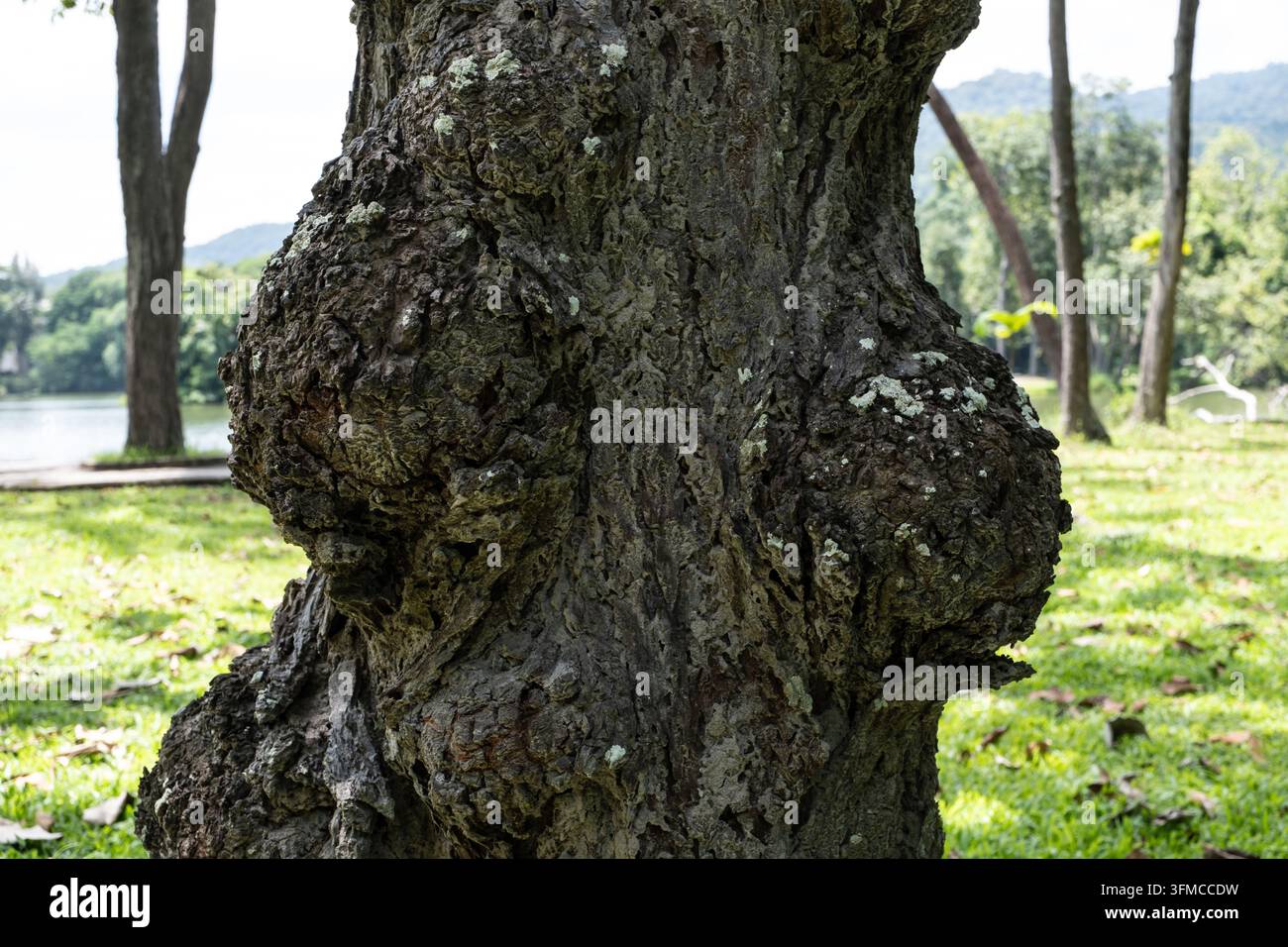 Gros plan d'un tronc d'arbre gonflé et noueux avec des taches de lichen et une écorce rugueuse à côté d'un lac de parc et de collines vertes sous un ciel brumeux Banque D'Images