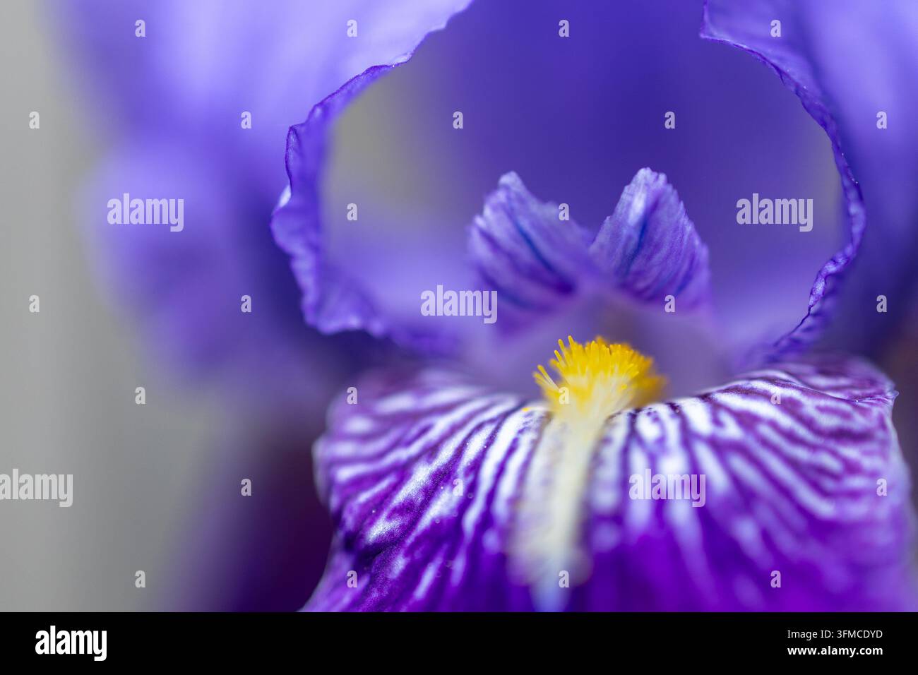 Vue macro extrême d'une magnifique fleur d'iris violette Banque D'Images