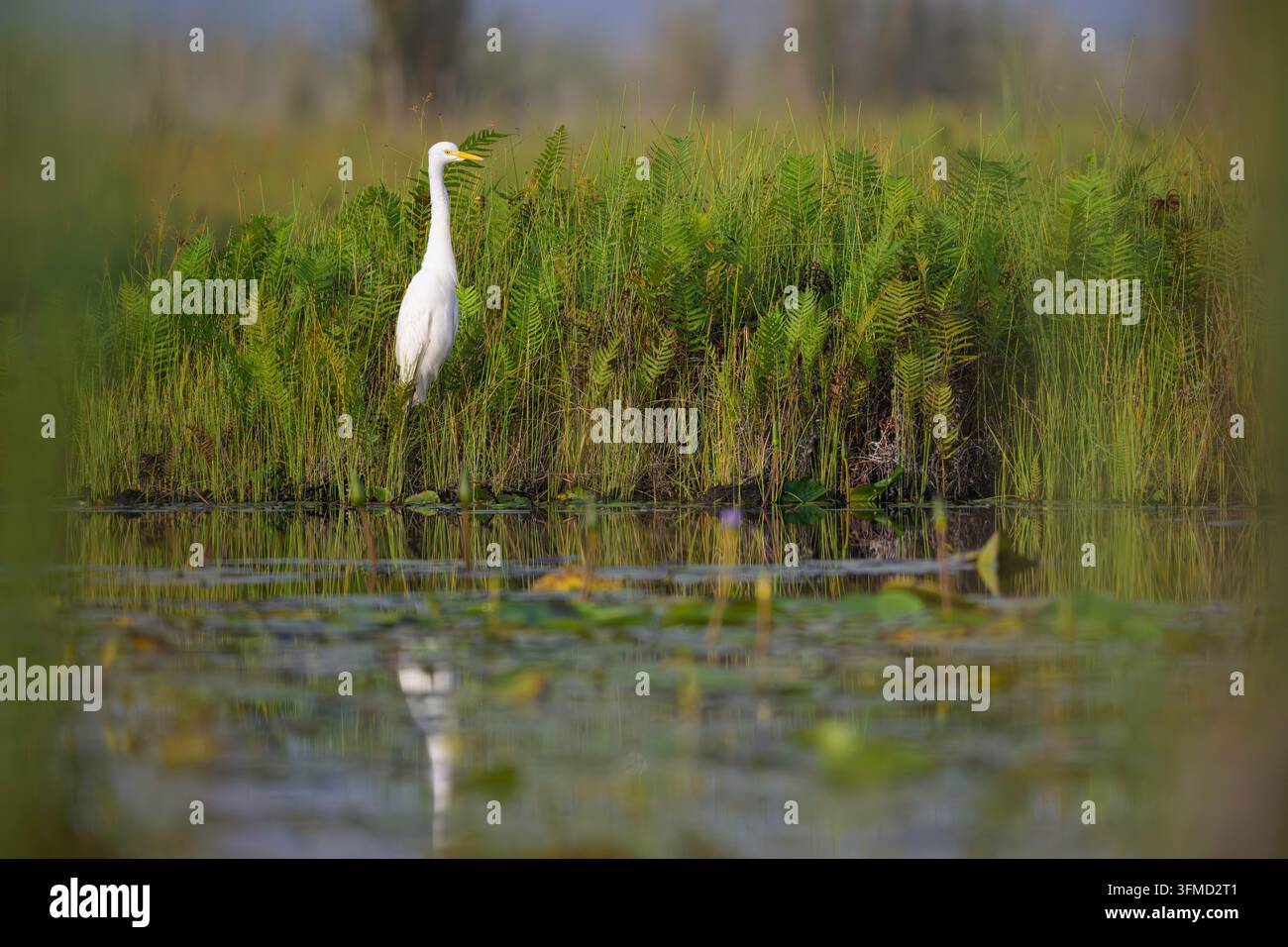 Grande aigrette (Ardea alba) debout dans les marais de Mabamba, lac Victoria, Ouganda. Banque D'Images