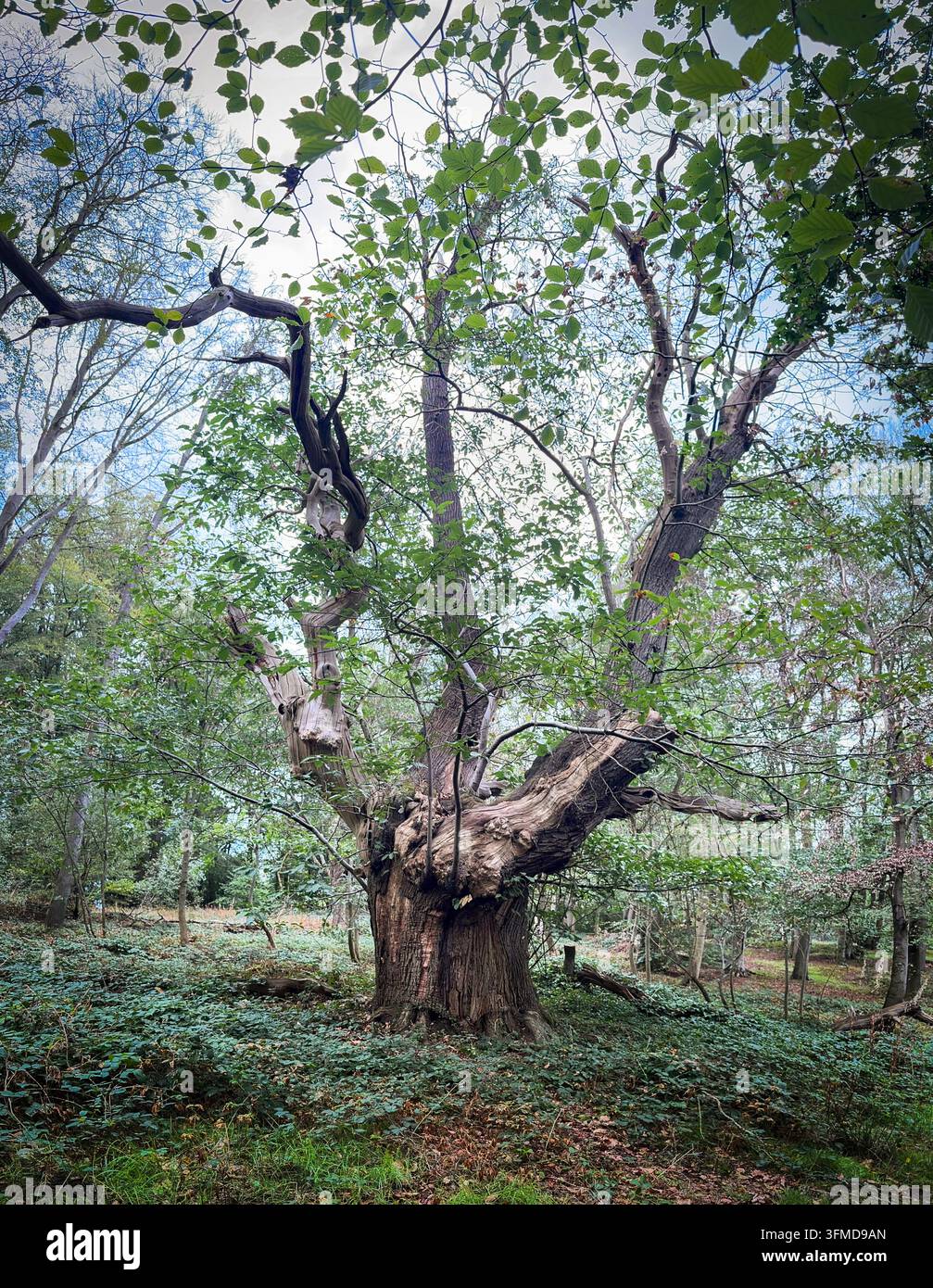 Un vieux hêtre toujours debout dans une forêt du Worcestershire, en Angleterre, étendant ses branches. Banque D'Images