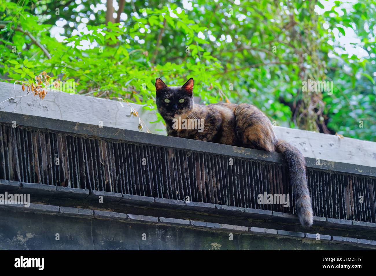 Le chat au Palais Chaotian de Nanjing Banque D'Images
