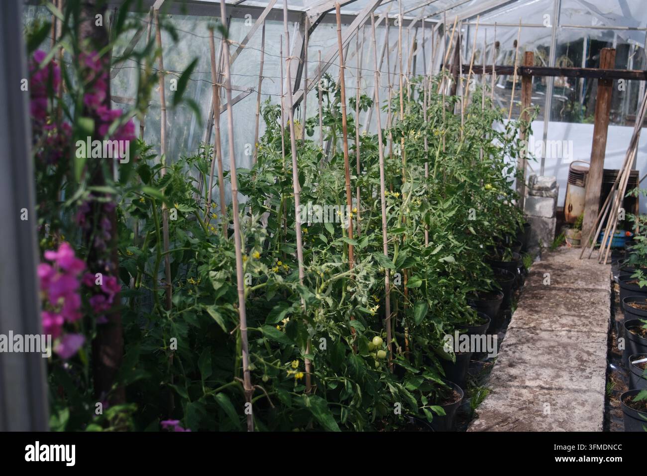 Tomates poussant dans une serre ensoleillée Banque D'Images