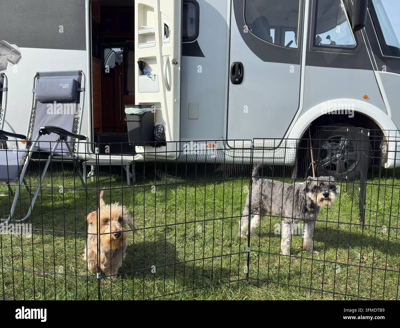 Deux chiens dans une cage, enclos sur un camping accueillant les chiens à Brean Somerset. Banque D'Images