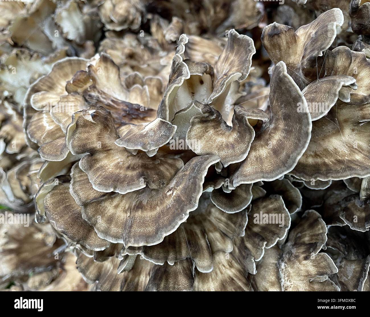 Close-up de Hen of the Woods ou amas de champignons polypore tachés de noir poussant dans le Letchworth State Park, New York Banque D'Images