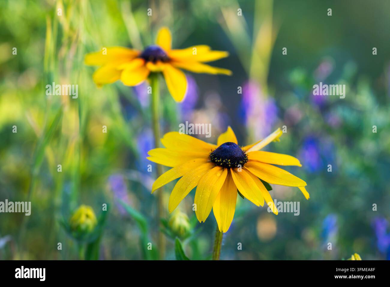 Rudbeckia fulgida, fleur orangée, une fleur sauvage avec des pétales jaunes dorés vifs entourant des centres coniques brun-noir distinctifs. Banque D'Images