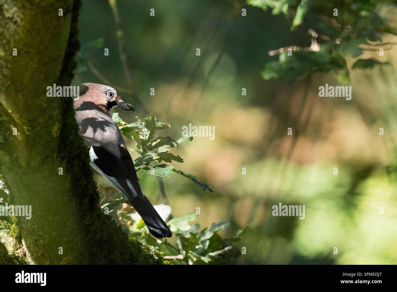 Un geai (Garrulus glandarius) perché sur une branche d'arbre à la lumière du soleil dans la forêt, Hesse, Allemagne Banque D'Images
