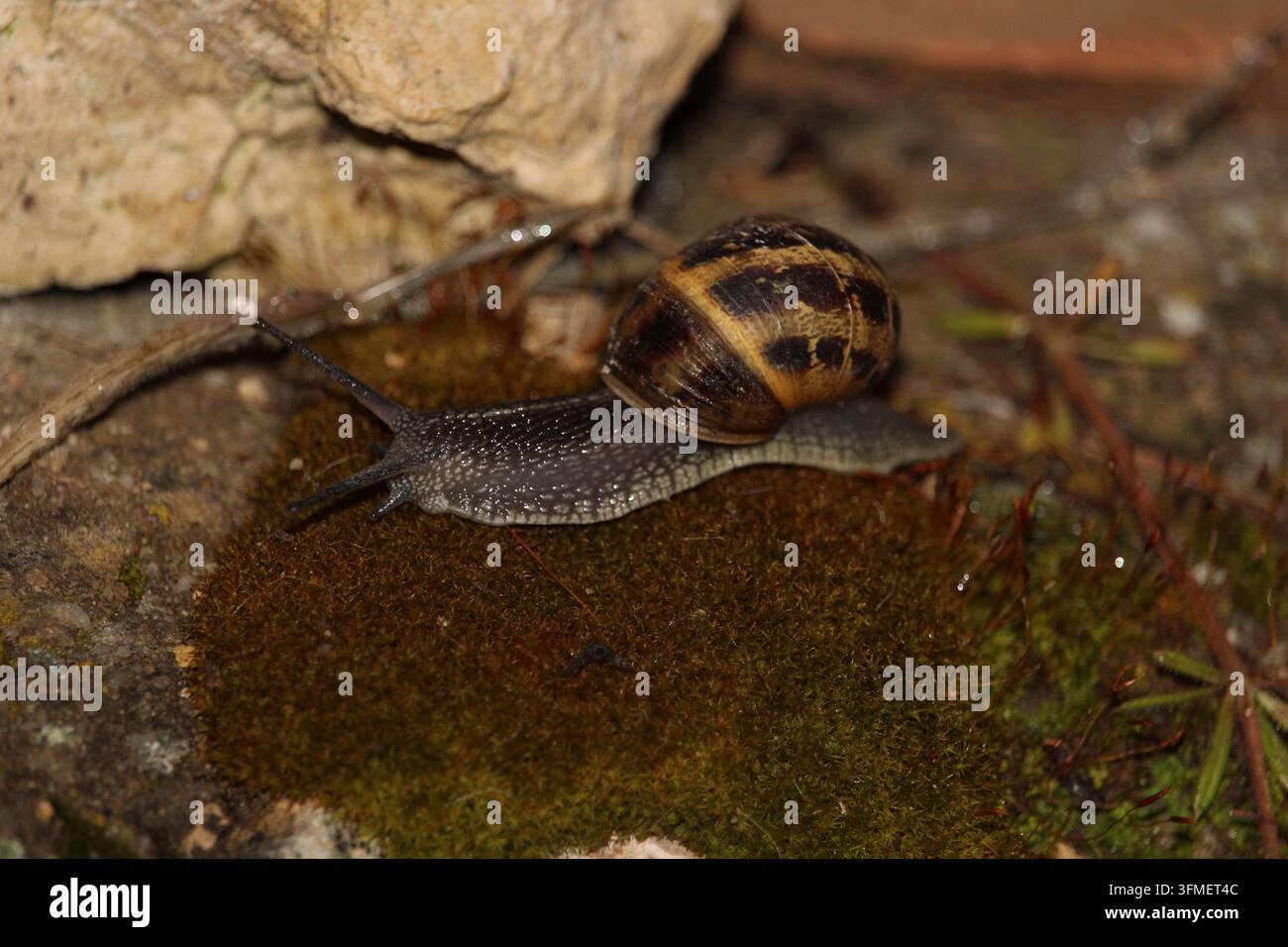 Photographie d'une escargot commun se déplaçant sur de la mousse humide dans son habitat naturel Banque D'Images