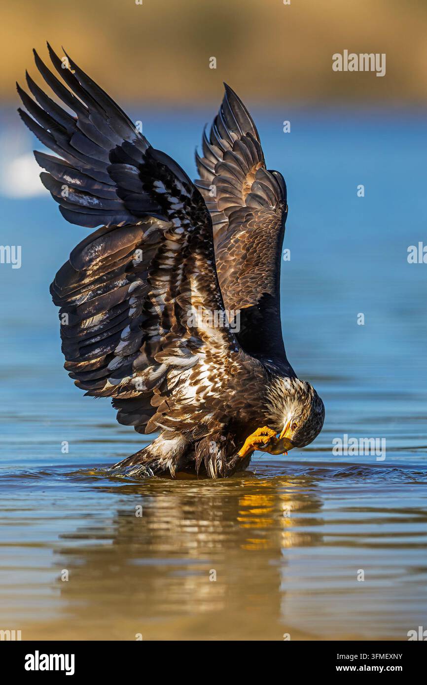 Un aigle à tête blanche immature (Haliaeetus leucocephalus) se tient dans une eau peu profonde avec les ailes levées tout en utilisant ses serres et son bec pour se nourrir d’une proie capturée. Banque D'Images
