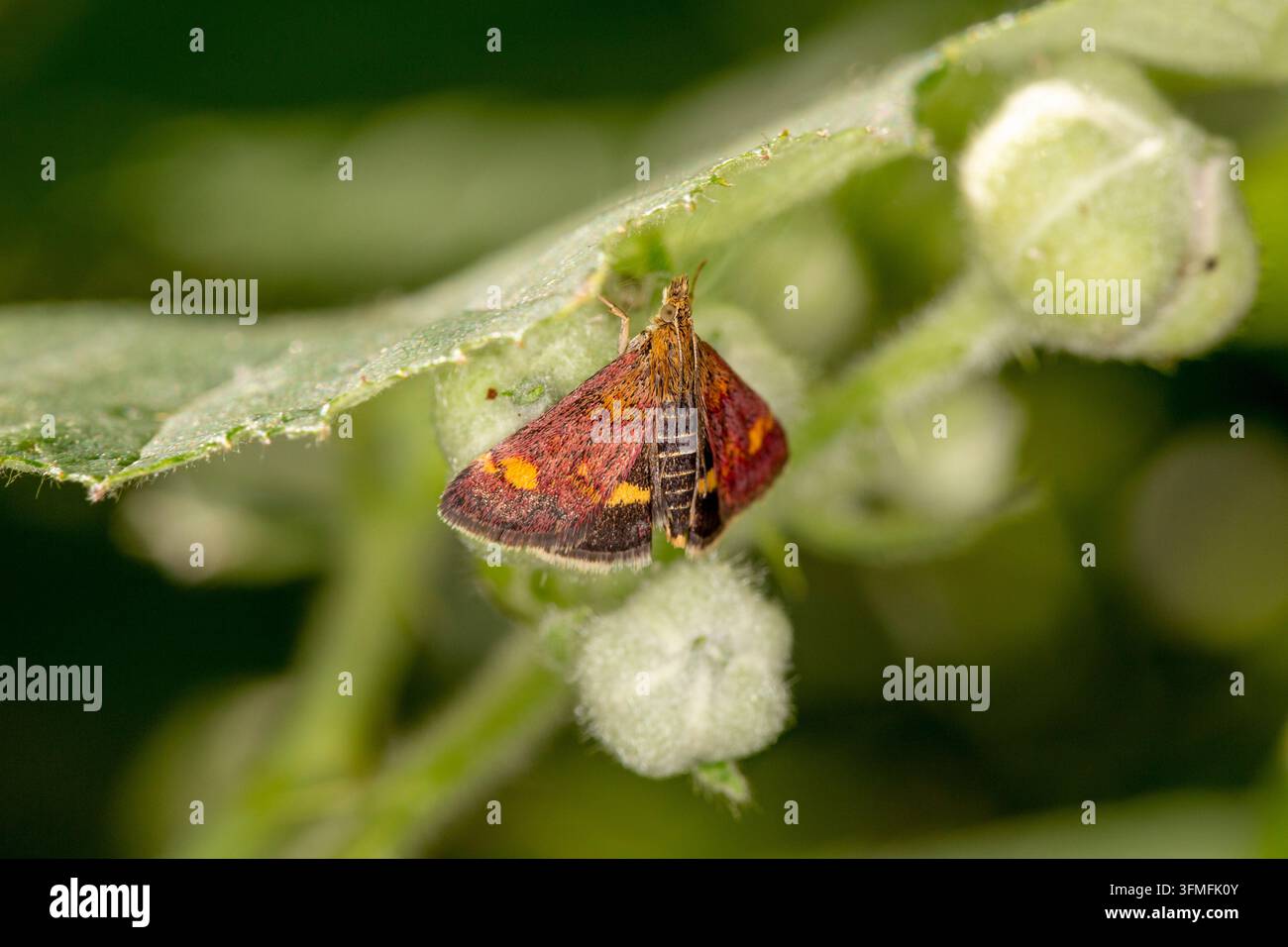 La menthe Pyrausta aurata Banque D'Images