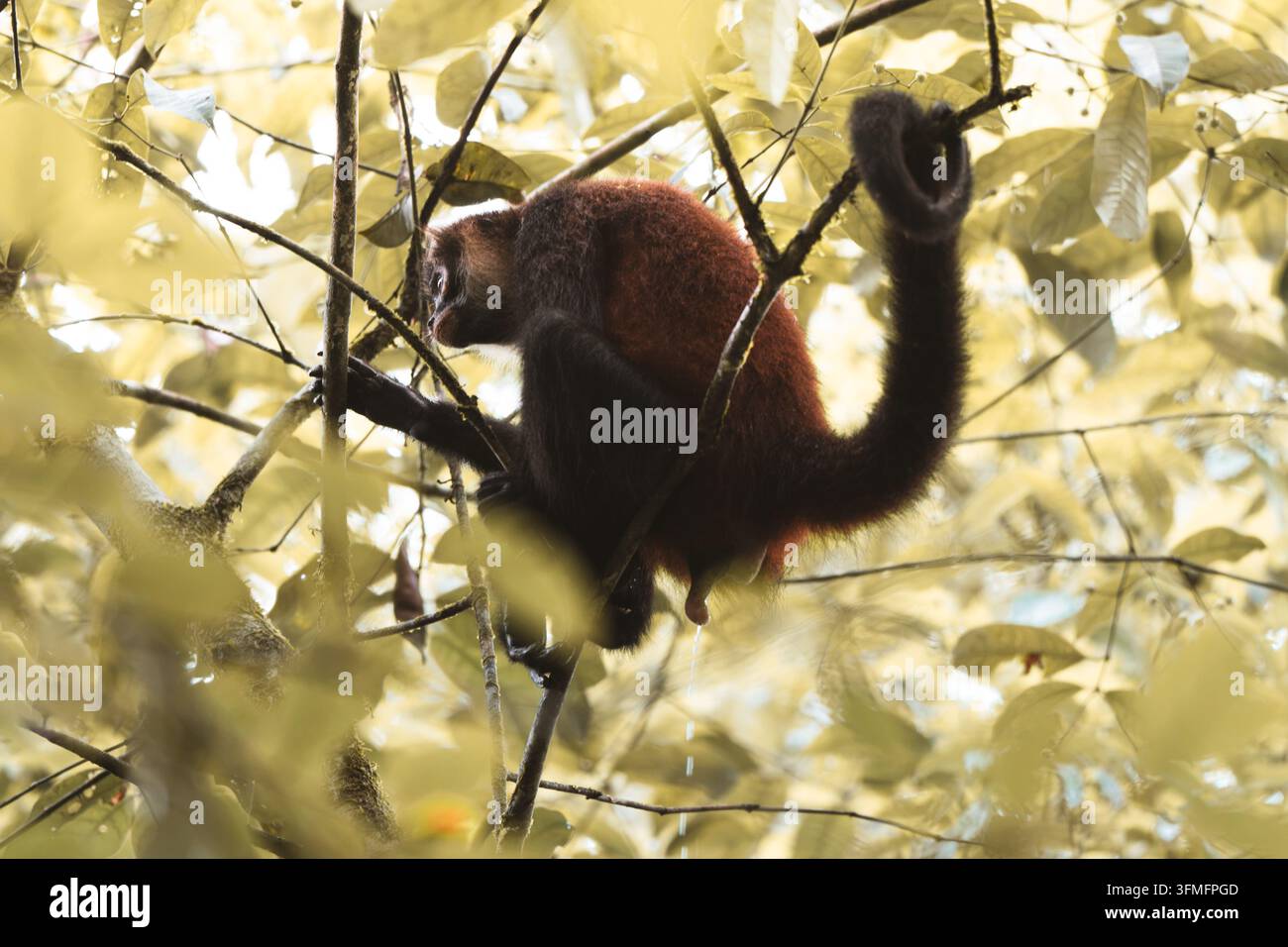 Vue d'un singe-araignée perché sur une branche d'arbre dans la forêt tropicale luxuriante du Costa Rica. Banque D'Images