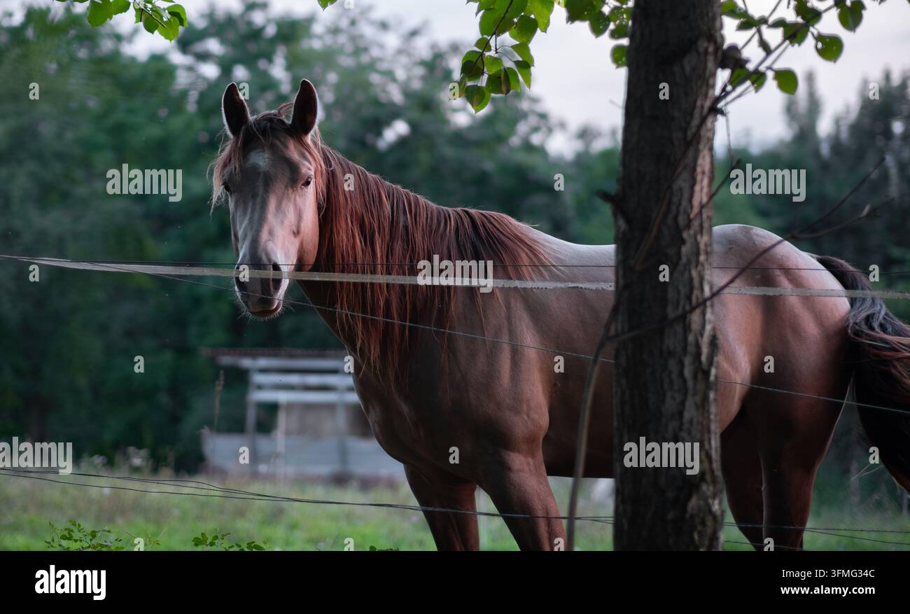 Cheval bai debout derrière une clôture électrique dans un pâturage rural paisible, entouré d'herbe et d'arbres par une journée d'été. Banque D'Images