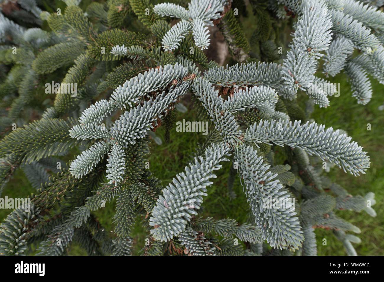 Grossissement détaillé d'une branche de sapin de Corée (Abies koreana 'Silberlocke') montrant ses aiguilles vertes incurvées uniques exposant leur face argentée blanc éclatant Banque D'Images