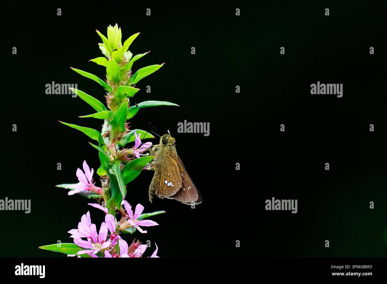 Papillons communs à queue droite (Parnara guttata) se nourrissant sur les fleurs de plantes Lythrum anceps (Miso hagi) dans un parc à Kanagawa, Japon. Banque D'Images