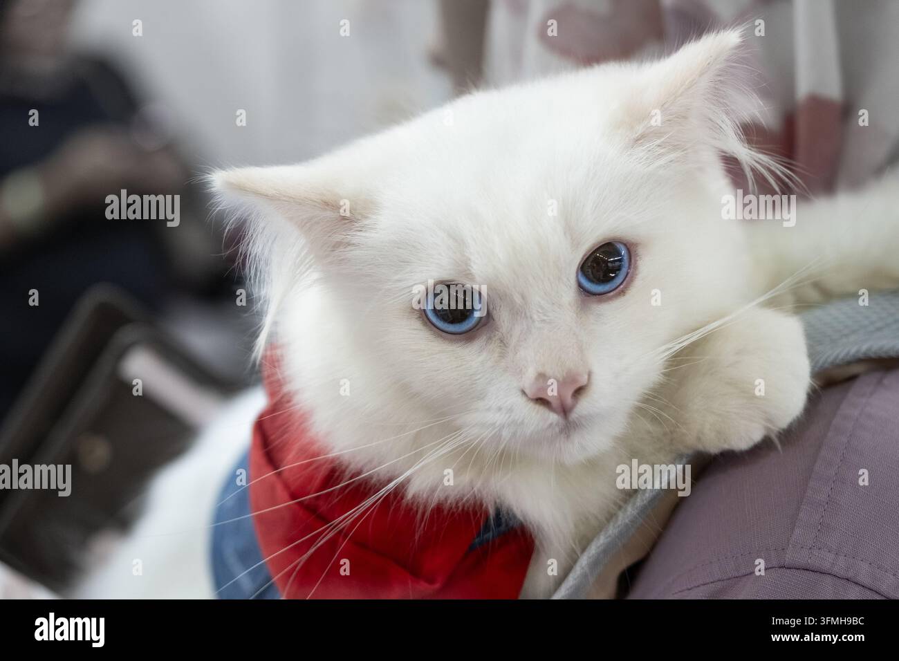 Chat domestique blanc aux yeux bleus portant un collier rouge reposant calmement à l'intérieur. Une lumière douce met en valeur la texture propre du pelage et le mode de vie paisible d'un animal de compagnie. Banque D'Images