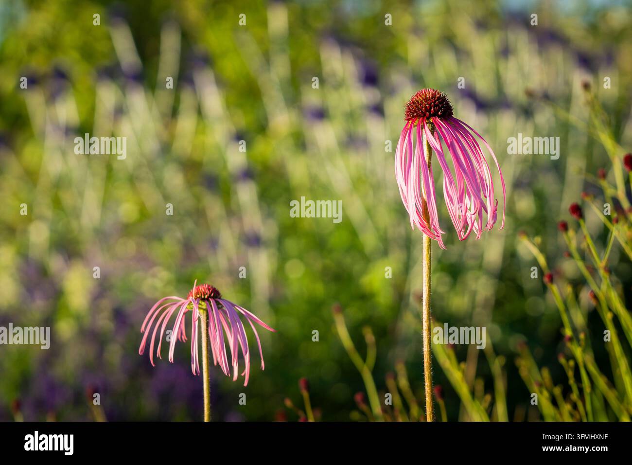 Echinacea pallida, fleur cone violet pâle, une vivace distinctive avec de longues et étroites fleurs rayonnantes tombantes rose-violet. Banque D'Images