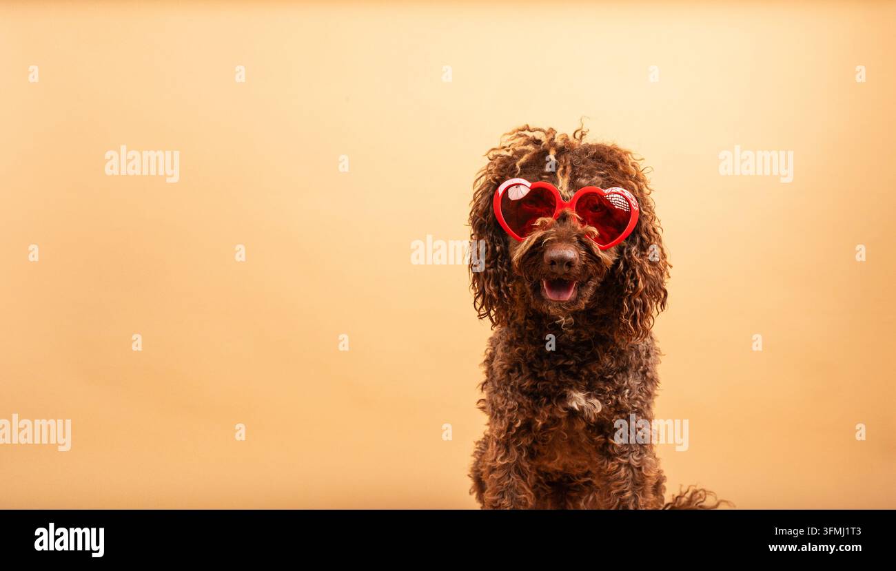Adorable chien Doodle brun posant avec des lunettes en forme de cœur rouge pour la Saint-Valentin Banque D'Images