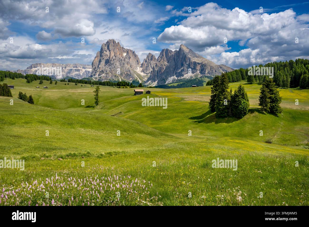 /Italie, Trentin-Haut-Adige, Haut-Adige, Province de Bolzano, Val Gardena dans les Dolomites inscrit au patrimoine mondial de l'UNESCO, Castelrotto (Kastelruth), prairie à Alpe di Siusi (Seiser Alm) plus grand alpage d'Europe, la montagne Sassolungo (Langkofel) en arrière-plan Banque D'Images