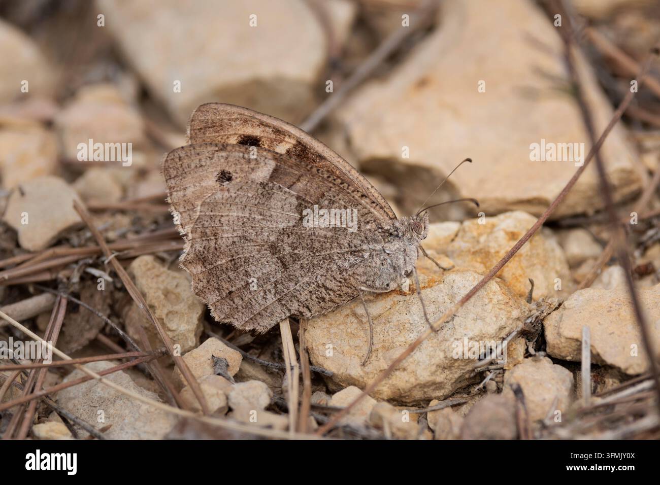 Papillon satyre camouflé sur des rochers de calcaire dans son habitat naturel, Bocairent, Espagne Banque D'Images