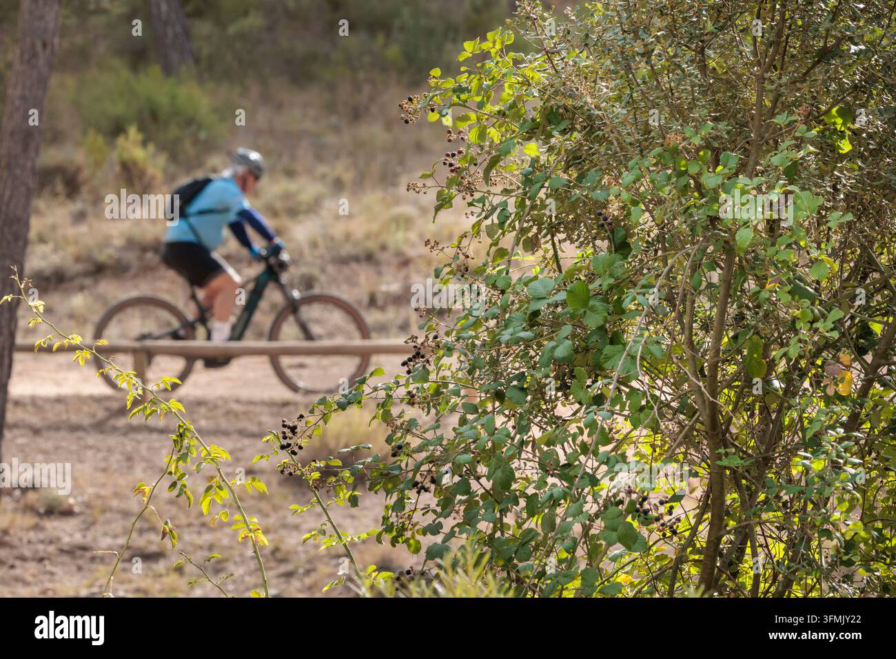 Un cycliste senior non identifiable en plan moyen flou derrière des buissons de mûres d'automne sur un sentier forestier à Bocairent le 28 septembre 2026, Espagne Banque D'Images