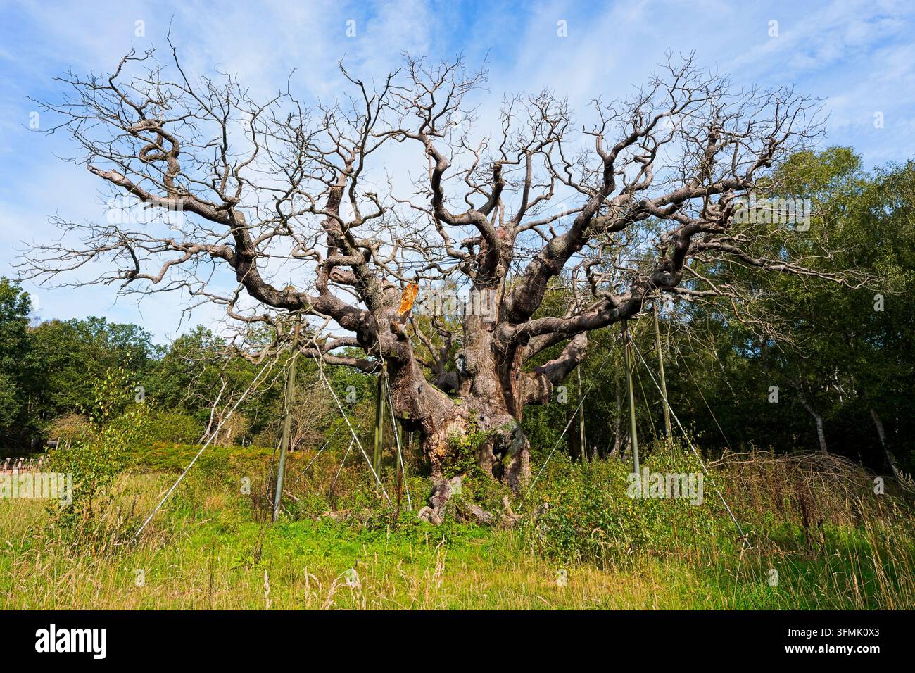 Le célèbre arbre Major Oak de la forêt de Sherwood, déclaré mort en juin 2026, a commencé à perdre ses branches. Banque D'Images