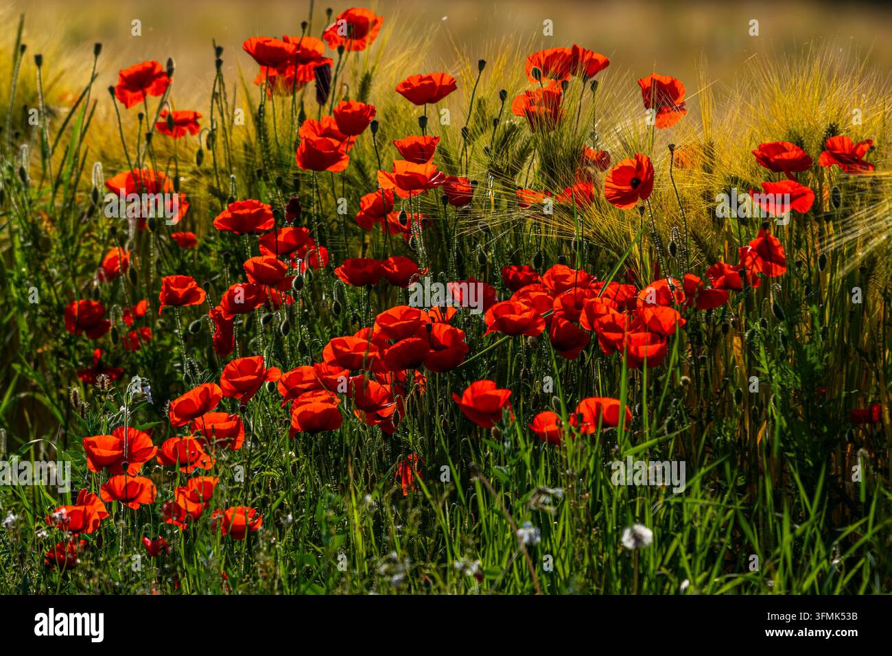 France, Somme, Baie de la Somme, Saint-Valery-sur-Somme, Coquelicots à Cap Hornu en bordure d'un champ de luzerne Banque D'Images