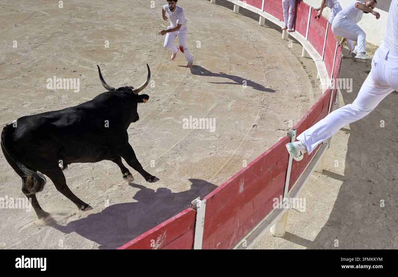 FRANCE, Camargue, Les Saintes-Maries-de-la-Mer, arène de combat de taureau Banque D'Images