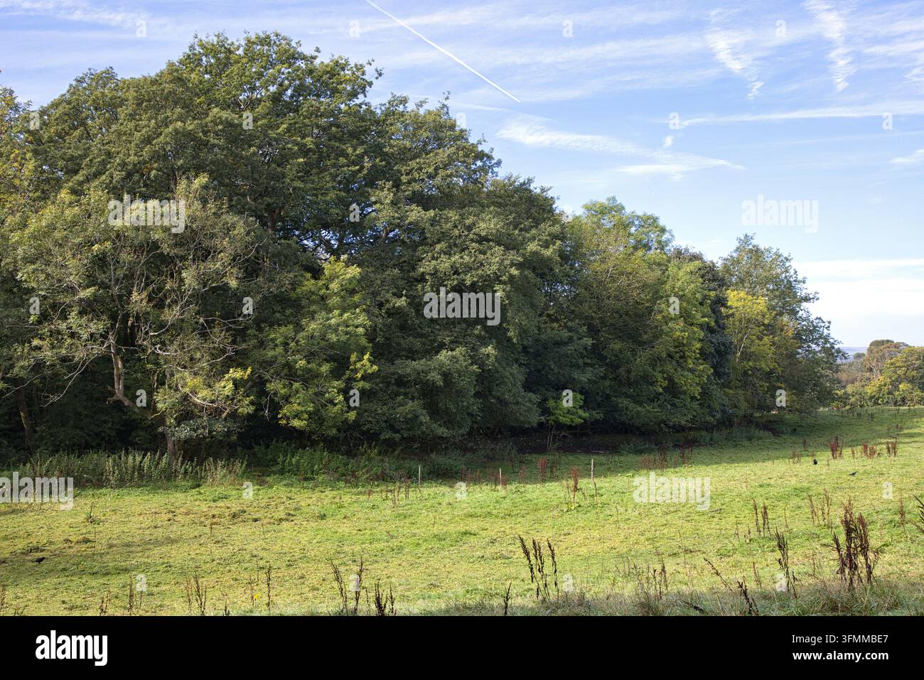 Bord d'une forêt verte dense bordant une prairie ouverte sous un ciel bleu éclatant. Banque D'Images