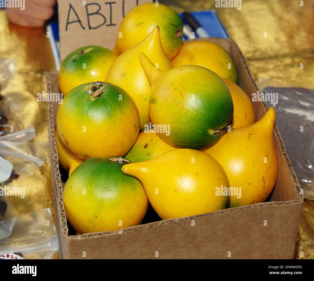 Abiu fruit est situé dans une boîte en carton prête à la vente au marché agricole de Hilo sur la Grande île d'Hawaï. Banque D'Images