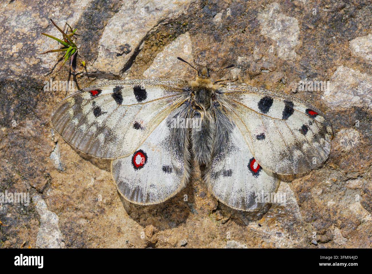 Apollo des hautes Alpes ou Apollo alpin (Parnassius phoebus), Grossglockner, Hohe Tauern, minéraux, nourriture, Carinthie Banque D'Images